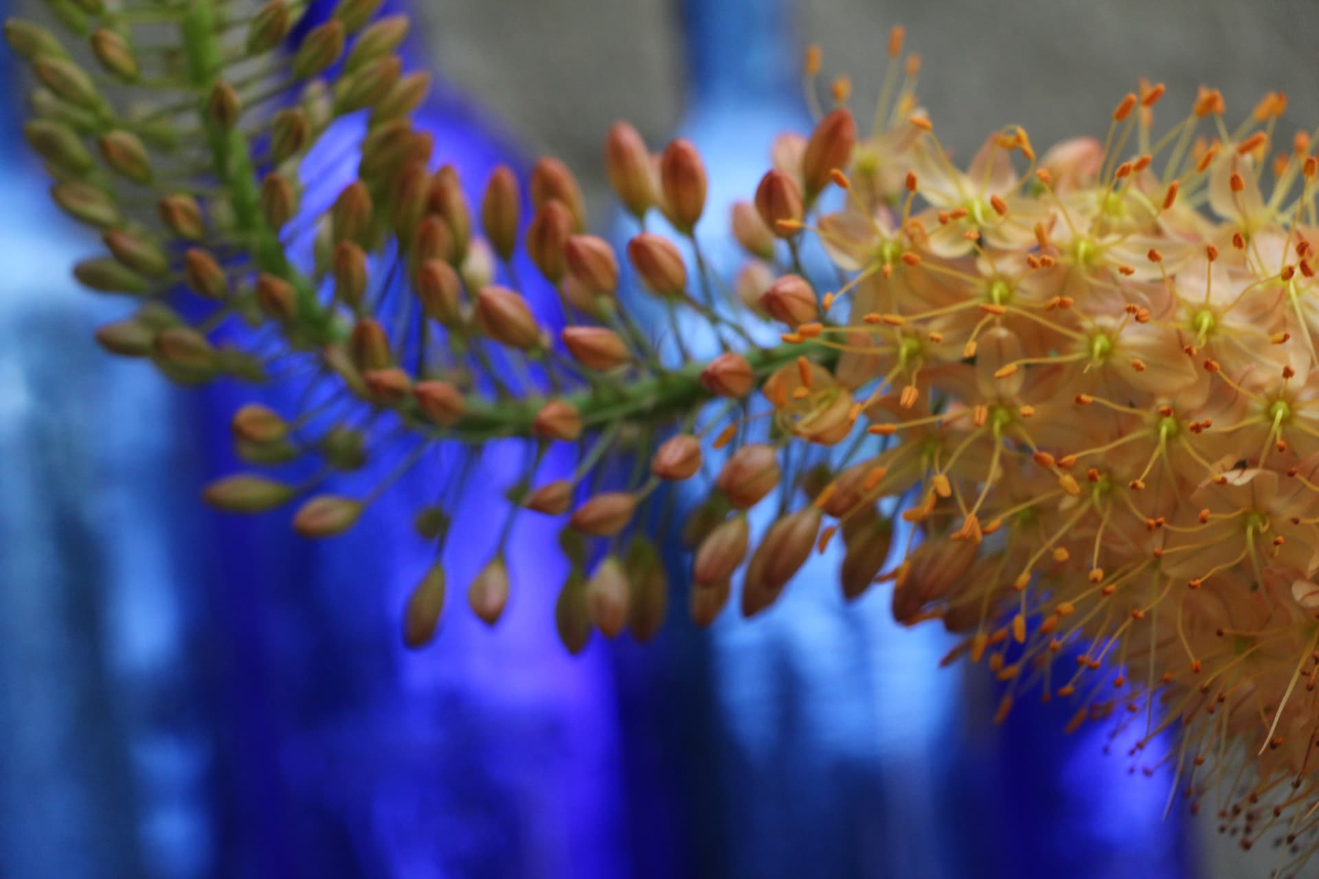 Foxtail lily blossoms against deep blue