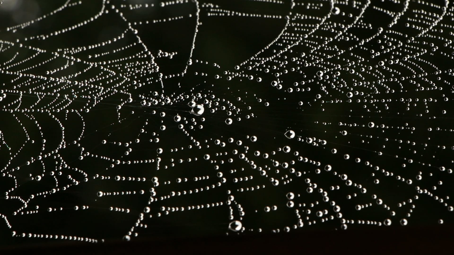 Spider web beaded with dewdrops