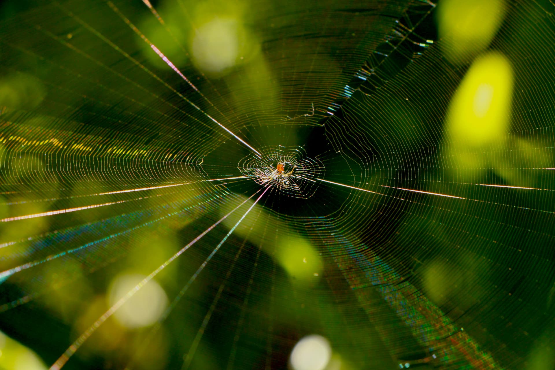 Spider web glowing in green foliage