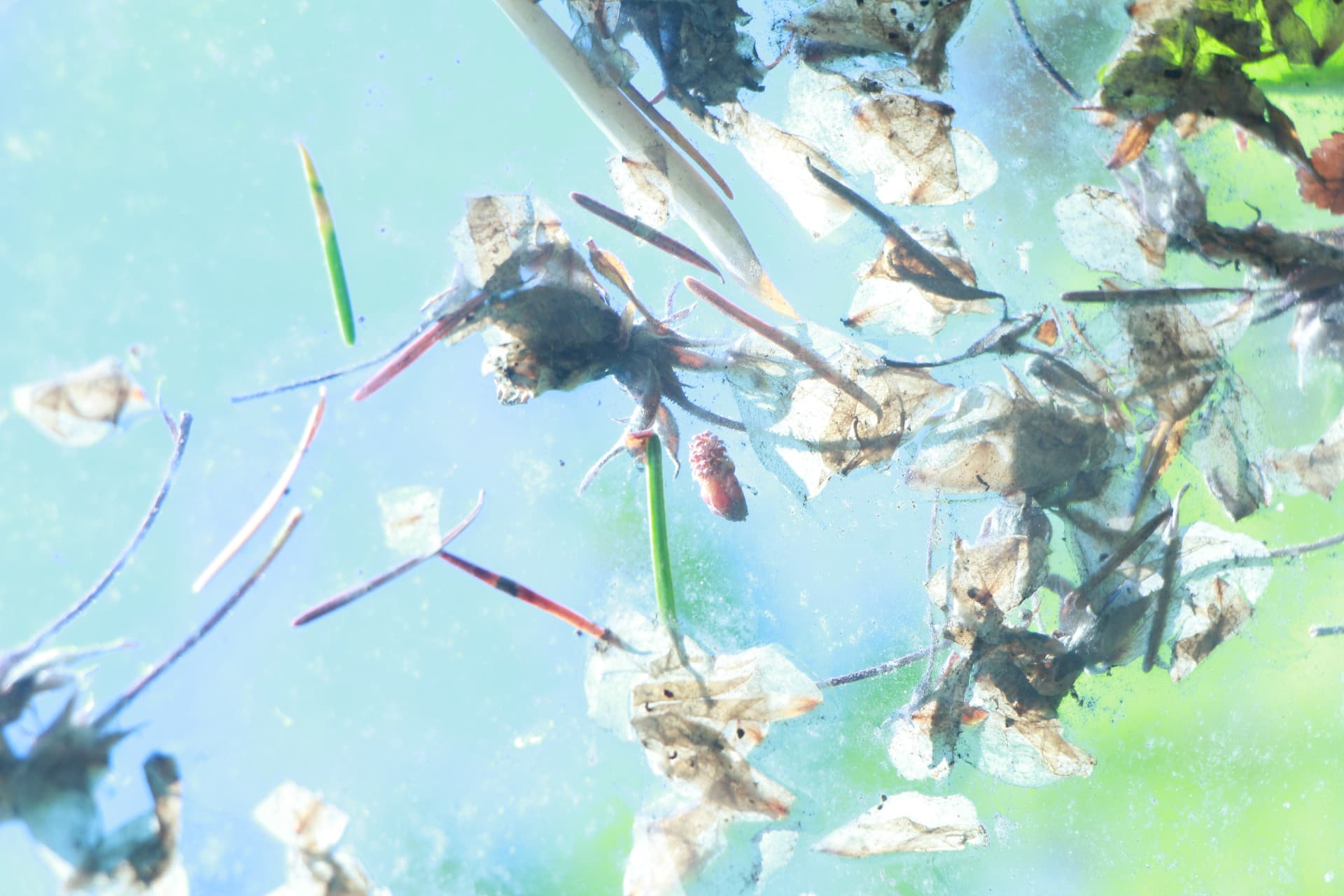 Petals suspended in pale blue water