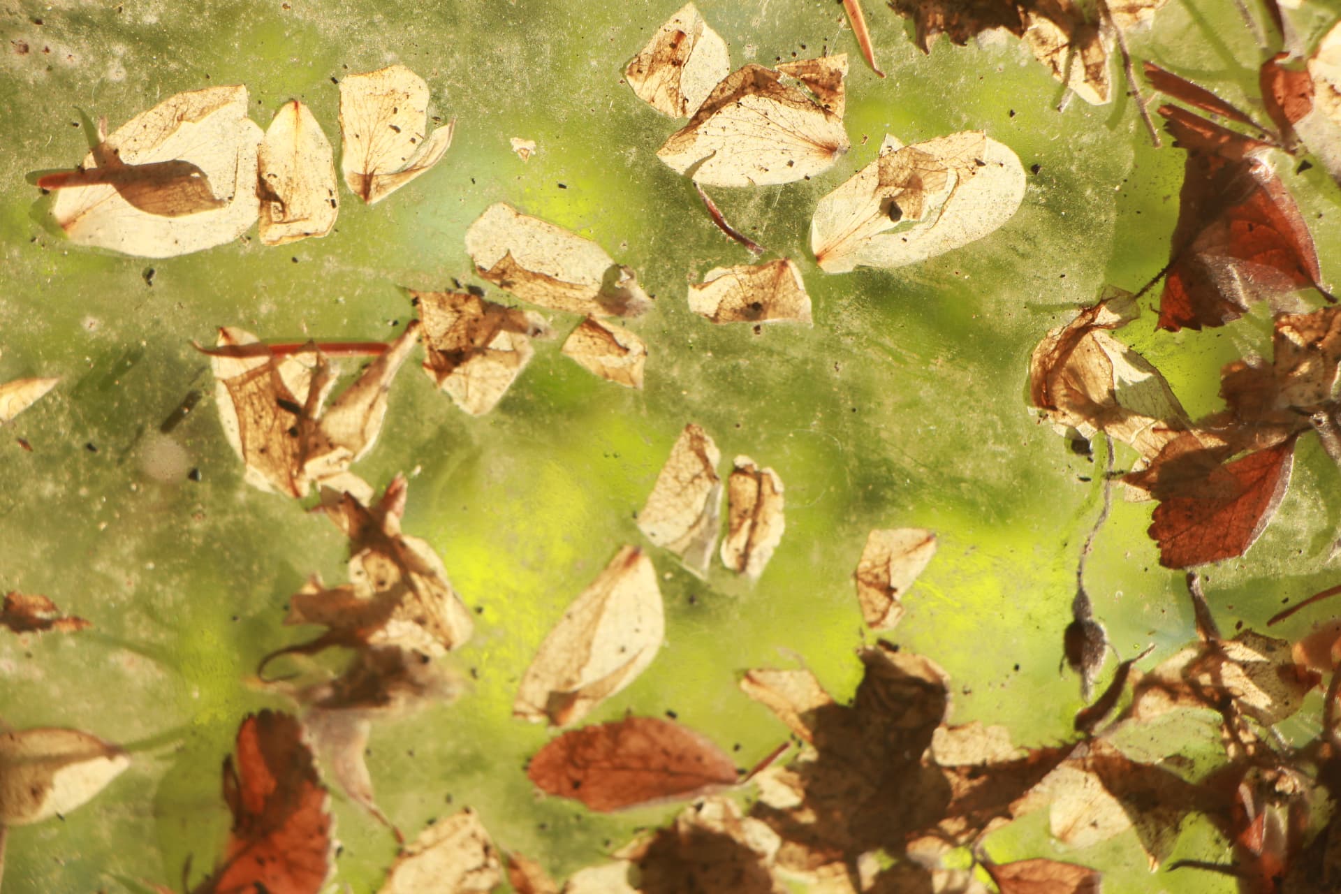 Fallen petals floating on green water